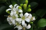 Beautiful Jasmine Photos - 100 Images of Jasmine Flowers in 